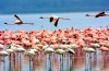 Lake Manyara with thousands of flamingos