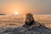 Lion in Serengeti National Park