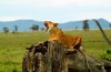 Beautiful days on safari in Lake Manyara