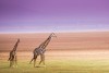 Giraffes, Lake Manyara National Park