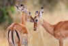 Impalas in Masai Mara
