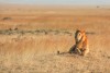 Lion in Masai Mara