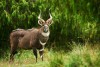 Mountain Nyala on Bale mountains