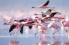 Lake Nakuru
