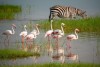 Ngorongoro Conservation Area