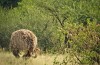 Tarangire National Park