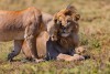 Ngorongoro Conservation Area