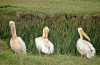 Ngorongoro Crater