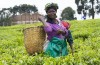Tea Plantation