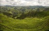Tea Plantation