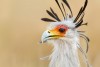 Portrait of a secretary bird, Kruger National Park