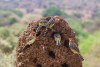 Tarangire National Park