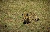 Ngorongoro Crater