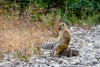 Baboon, Mahale Mountains National Park