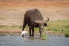African buffalo in the water of Lake Edward, Uganda