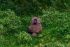 Aberdare National Park