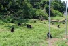 Ngamba Island Chimpanzee Sanctuary