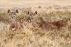 Two female and a young Mountain Nyala in the Bale Mountains in Ethiopia