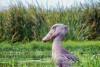 The rare shoebill on Lake Edward. Uganda