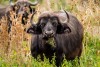 Buffalo Eating Grass at Lake Naivasha