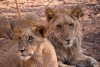 Lion cubs sit together in Zambezi National Park, Zimbabwe