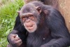 Ngamba Island Chimpanzee Sanctuary