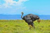 African wild ostrich in the grassland of Zebra Mountain National Park
