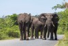 Big elephants walking on street in St. Lucia, iSimangaliso Wetland Park