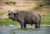 African Buffaloes at Lake Edward, Uganda