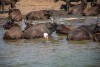African Buffaloes at Lake Edward, Uganda