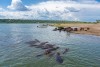 Hippopotamus at Lake Edward, Uganda