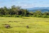 Aberdare National Park