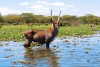 Male waterbuck standing in the shallows of lake Naivasha, Kenya
