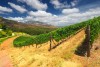 Vineyards in Stellenbosch, Western Cape