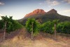 Sunset over a vineyard with Table Mountain in the background, Cape Winelands
