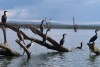 A group of cormorants sitting on wooden branches in Lake Naivasha