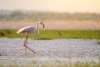 Flamingo walking through shallow waters, St. Lucia, iSimangaliso Wetland Park