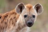 Kruger National Park
