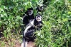 Black-and-white colobus along the road to Fort Portal in Uganda