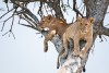 Masai Mara