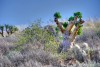 Plants in Tankwa Karoo National Park