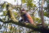 Golden Monkey, Mgahinga National Park
