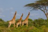 Group of African giraffe walks in iSimangaliso Wetland Park