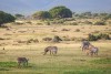 Cape mountain zebra in De Hoop National Reserve