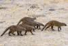 Group of Dwarf Mongoose, Tarangire National Park