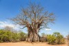 Kruger National Park