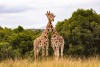Aberdare National Park