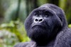 Mountain gorilla, Mgahinga National Park