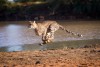 Kruger National Park