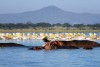 Hippos and pelicans in the Lake Naivasha